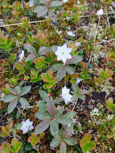 Chickweed-wintergreen (Lysimachia europaea)