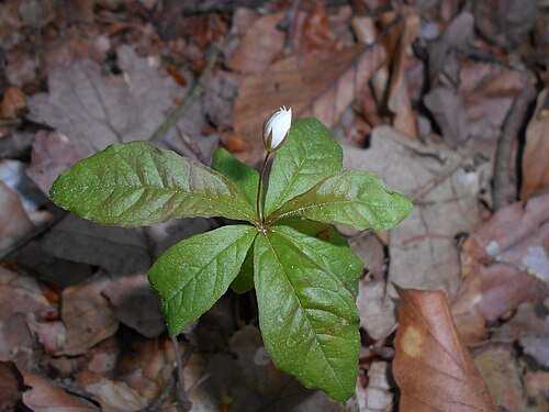 Chickweed-wintergreen: Siódmaczek leśny ( Trientalis europaea ).