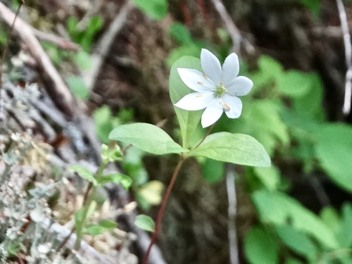 Chickweed-wintergreen (Lysimachia europaea)