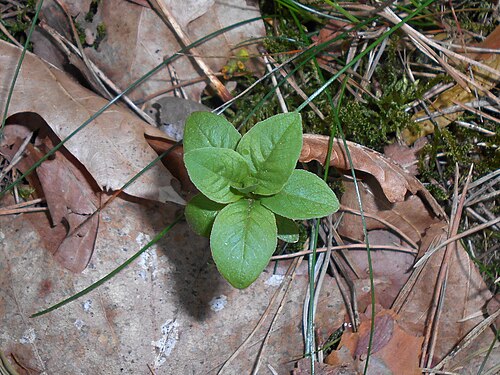 Chickweed-wintergreen: Lysimachia europaea , Park Leśny Głębokie , West Pomeranian Voivodeship, Poland.