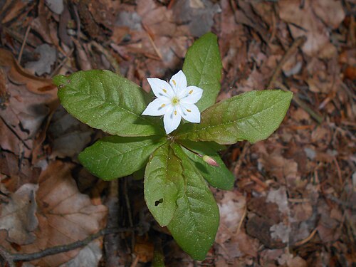 Chickweed-wintergreen: Siódmaczek leśny ( Trientalis europaea ).
