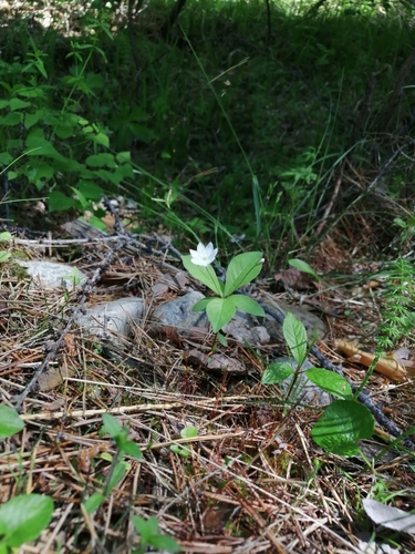 Chickweed-wintergreen