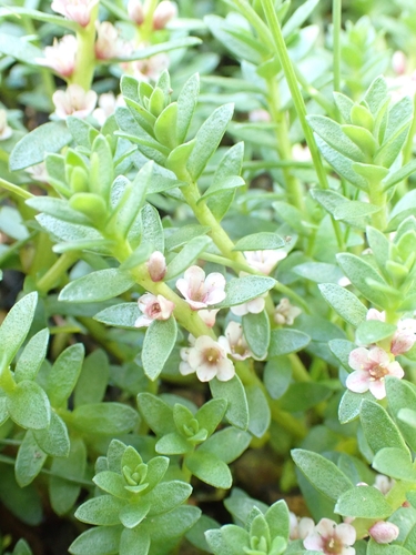 Sea-milkwort (Lysimachia maritima)