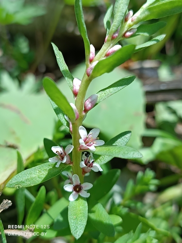 Sea-milkwort (Lysimachia maritima)