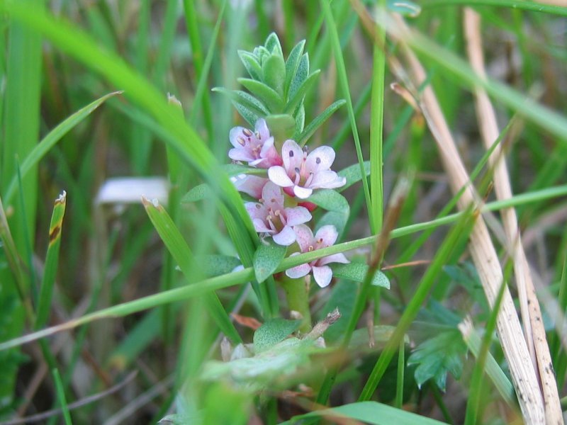 Sea-milkwort: Strand-Milchkraut Glaux maritima , Zingst
