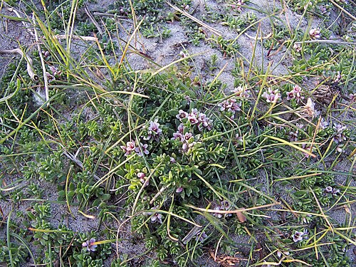 Sea-milkwort: Glaux maritima