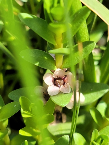 Sea-milkwort (Lysimachia maritima)