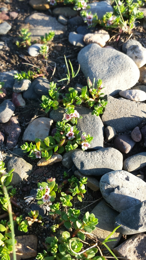 Sea-milkwort (Lysimachia maritima)