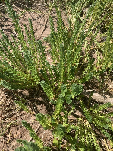 Sea-milkwort (Lysimachia maritima)