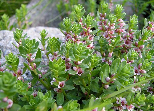 Sea-milkwort: Sea milkwort, sea milkweed, black saltwort - Glaux maritima. Larvik in Norway.