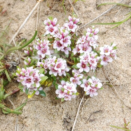 Sea-milkwort (Lysimachia maritima)