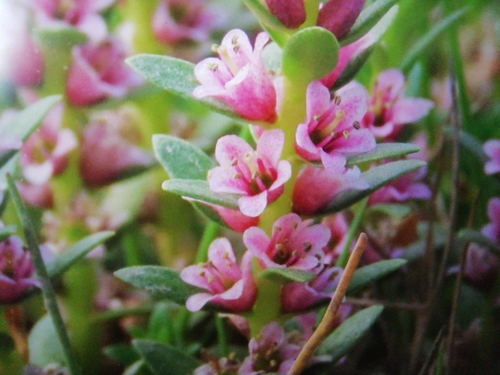 Sea-milkwort (Lysimachia maritima)