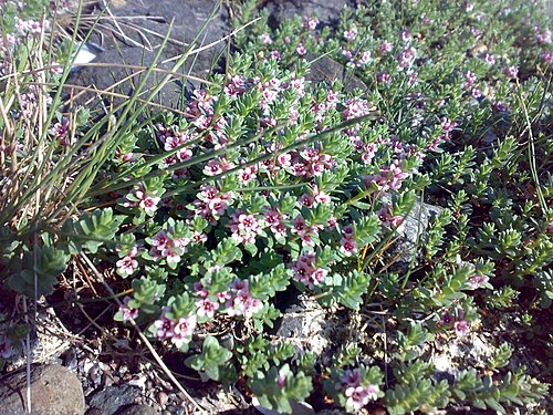 Sea-milkwort: Glaux maritima , Norway 7 june 2008