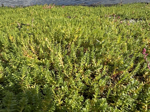Sea-milkwort (Lysimachia maritima)