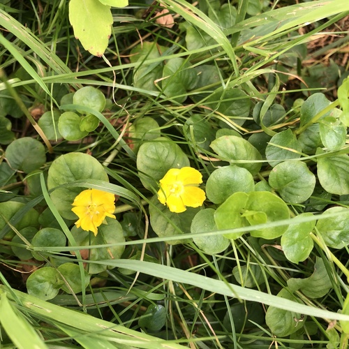 Creeping jenny (Lysimachia nummularia)