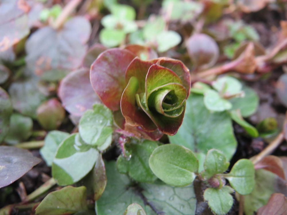 Creeping jenny: Pfennigkraut ( Lysimachia nummularia ) am Staden in Saarbrücken