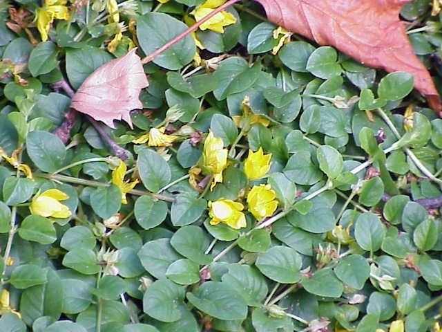Creeping jenny: Species : Lysimachia nummularia Family : Myrsinaceae Image No. 1