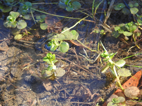 Creeping jenny (Lysimachia nummularia)