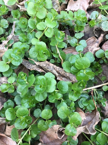 Creeping jenny (Lysimachia nummularia)