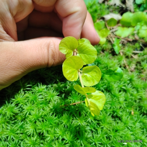 Creeping jenny (Lysimachia nummularia)