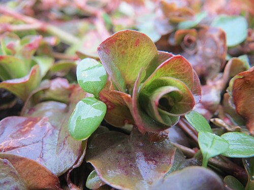 Creeping jenny: Pfennigkraut ( Lysimachia nummularia ) am Staden in Saarbrücken