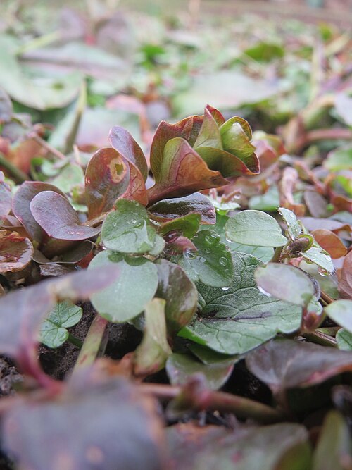 Creeping jenny: Pfennigkraut ( Lysimachia nummularia ) am Staden in Saarbrücken