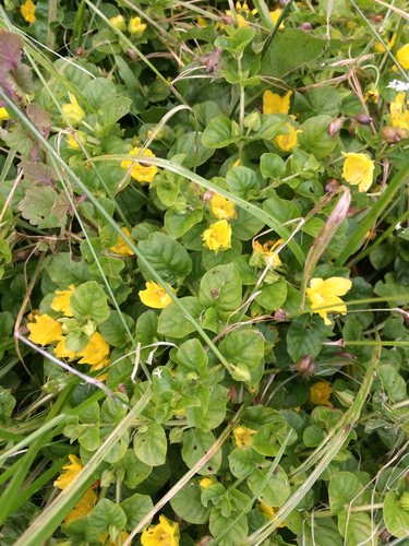 Creeping jenny (Lysimachia nummularia)