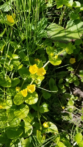 Creeping jenny (Lysimachia nummularia)