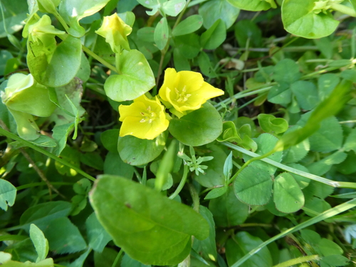 Creeping jenny (Lysimachia nummularia)