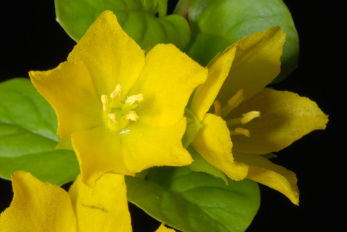 Creeping jenny