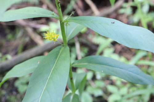 Tufted loosestrife (Lysimachia thyrsiflora)