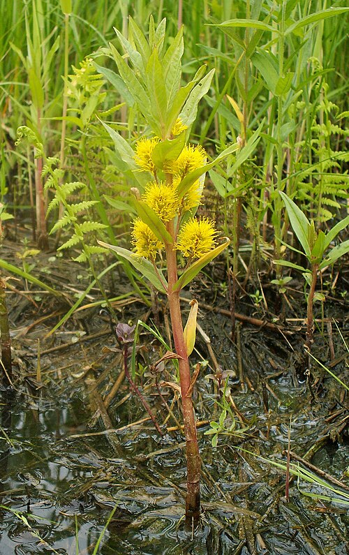 Tufted loosestrife: Lysimachia thyrsiflora. Rozwarowo, NW Poland