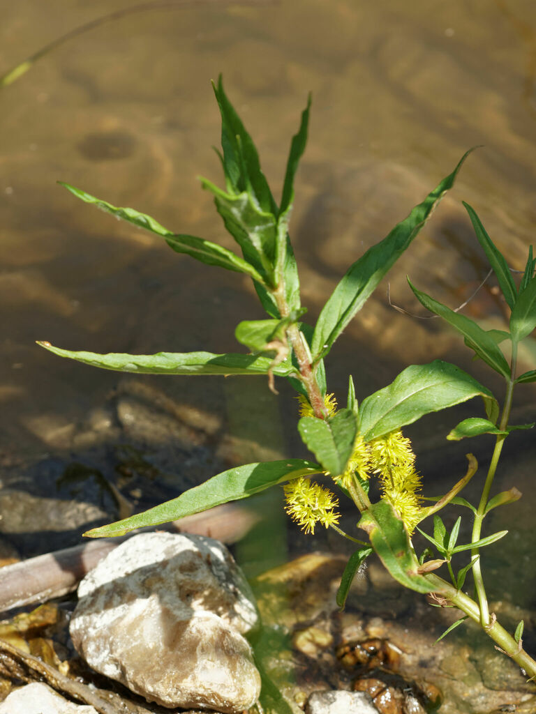 Tufted loosestrife (Lysimachia thyrsiflora)