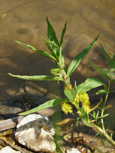 Tufted loosestrife (Lysimachia thyrsiflora)