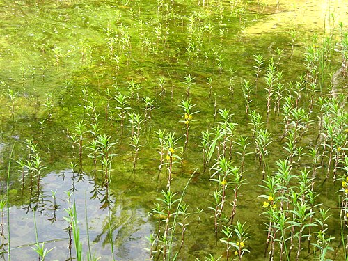 Tufted loosestrife: Lysimachia thyrsiflora in Bobiecinskie Wielkie Lake, Poland