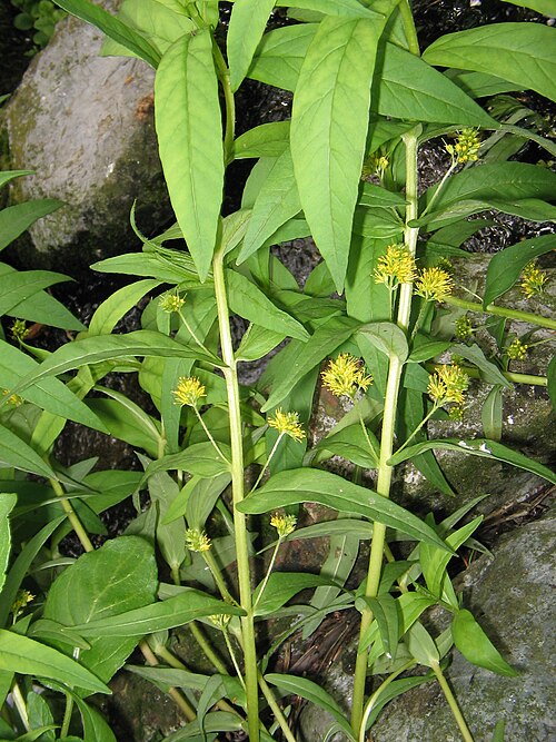 Tufted loosestrife: Lysimachia thyrsiflora at the edge of my pond