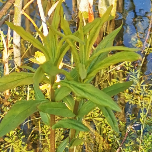 Tufted loosestrife (Lysimachia thyrsiflora)