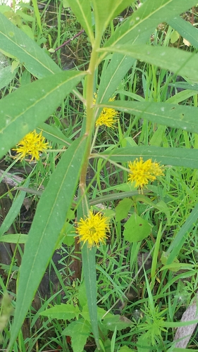 Tufted loosestrife (Lysimachia thyrsiflora)
