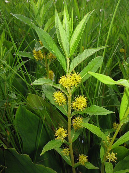 Tufted loosestrife: Lysimachia thyrsiflora , Oze, Gunma pref., Japan