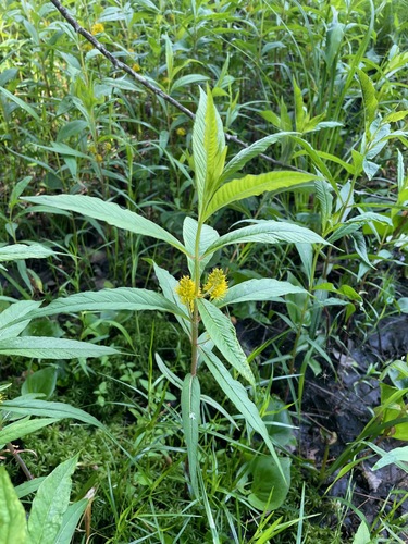 Tufted loosestrife (Lysimachia thyrsiflora)