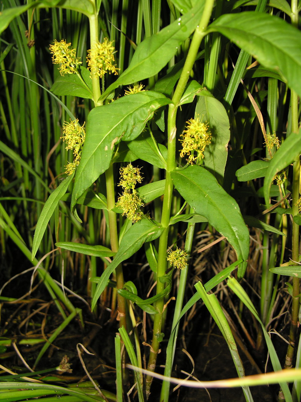 Tufted loosestrife: lt:Puokštinė poraistė (Lysimachia thyrsiflora) Šeima. lt:Mirsininiai (Myrsinaceae) Foto: Algirdas , 2006 m. birželio 25 d., Lietuva