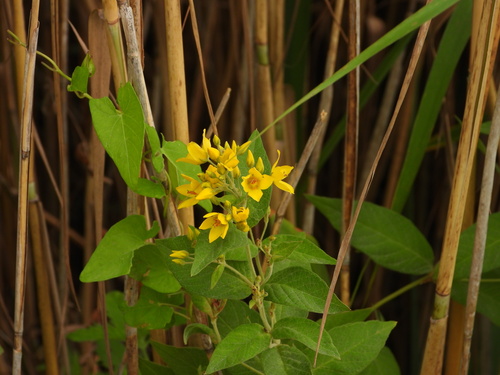 Garden yellow loosestrife