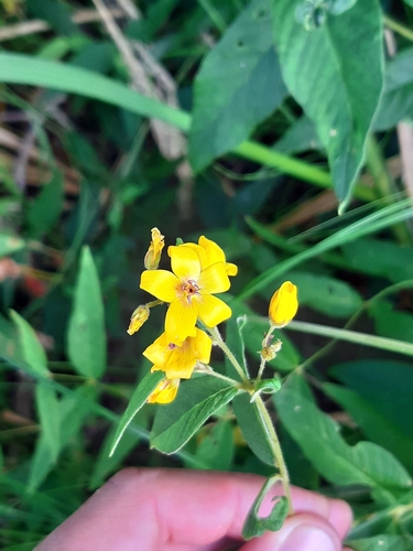 Garden yellow loosestrife (Lysimachia vulgaris)