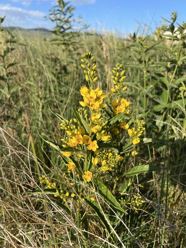 Garden yellow loosestrife (Lysimachia vulgaris)