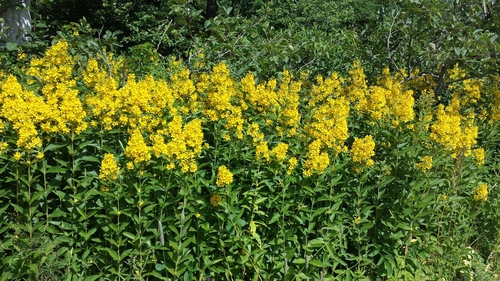Garden yellow loosestrife (Lysimachia vulgaris)