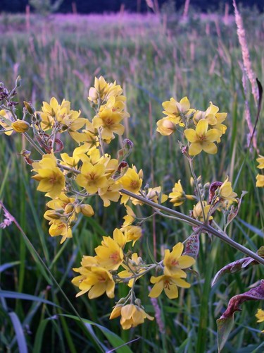 Garden yellow loosestrife (Lysimachia vulgaris)
