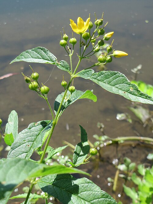 Garden yellow loosestrife: Gewöhnlicher Gilbweiderich ( Lysimachia vulgaris ) an der Saaraue Güdingen