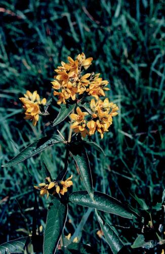 Garden yellow loosestrife (Lysimachia vulgaris)
