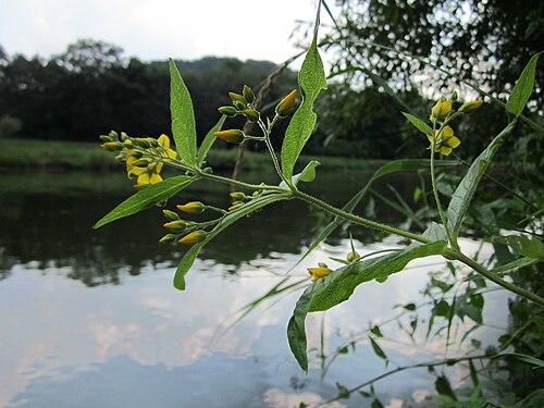 Garden yellow loosestrife: Gewöhnlicher Gilbweiderich ( Lysimachia vulgaris ) an der Saar in Saarbrücken