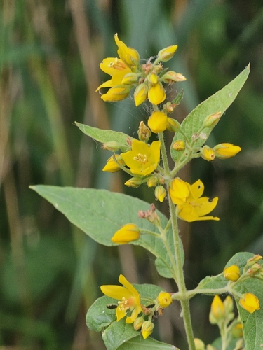 Garden yellow loosestrife (Lysimachia vulgaris)